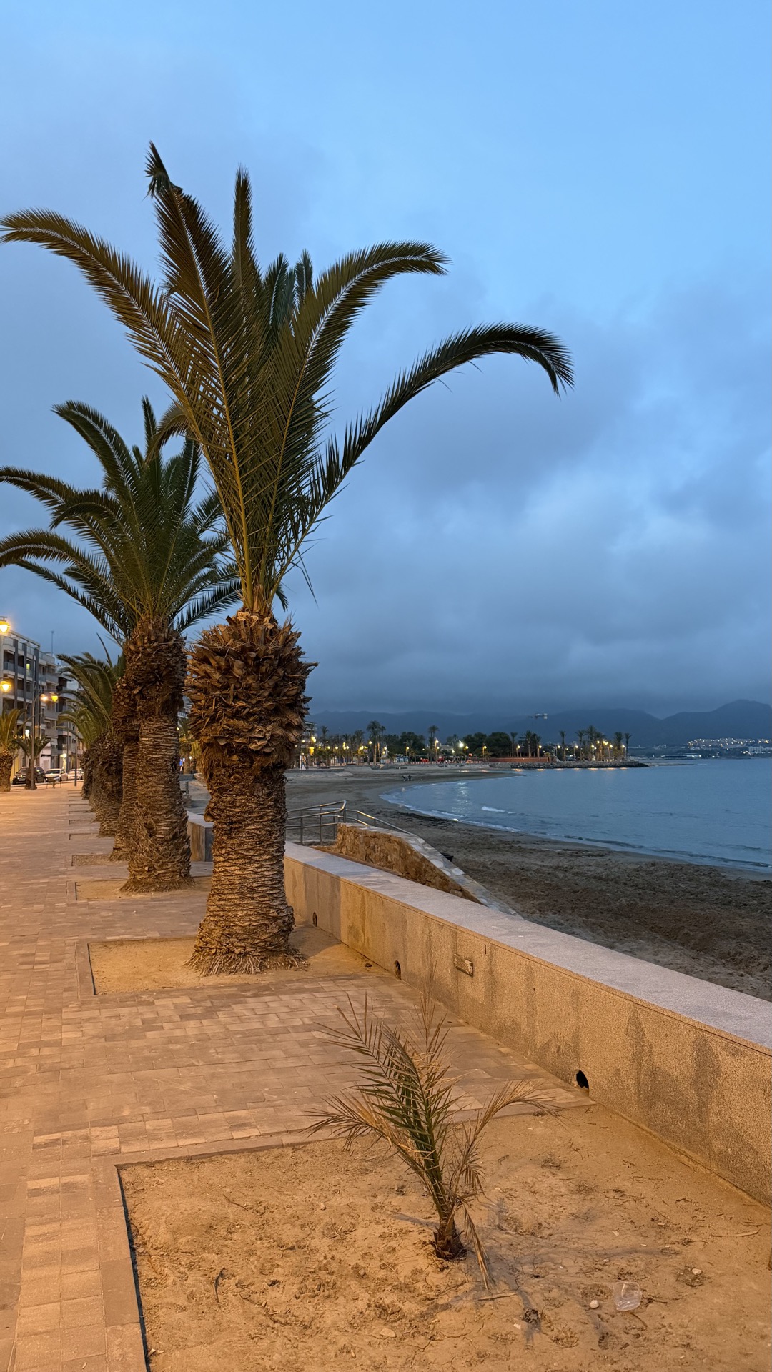 Promenada z palmami